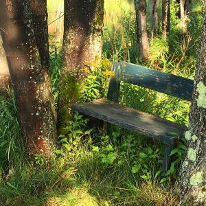 Beckett MA Weathered Bench by the Woodland Pond Resized Beckett MA Weathered Bench by the Woodland Pond Resized