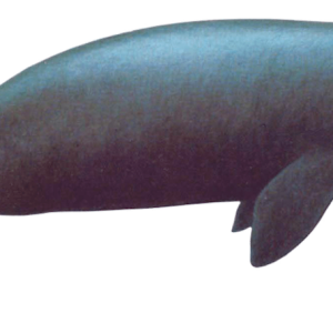 Bowhead Whale Original compressed