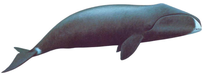 Engineered for Longevity