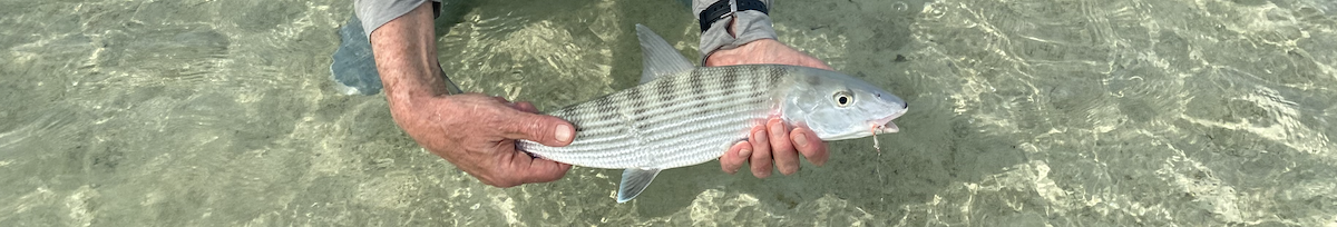 Bonefish Thirty Inches of Attitude