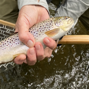 Brown trout in hand resized