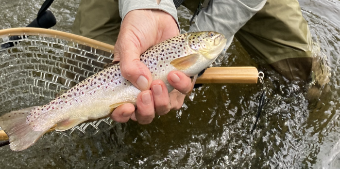 More Than the Catch More Than the Catch