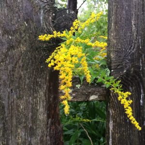 Goldenrod peeking copy Goldenrod peeking copy