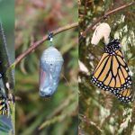 Monarch-Transformation-for-April-capacity