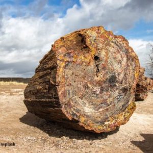 The Biology of Aging Flyfishing & The Biology of Aging