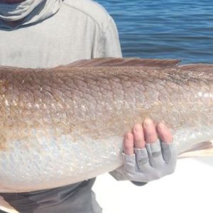 Redfish_LG Resized Redfish_LG Resized