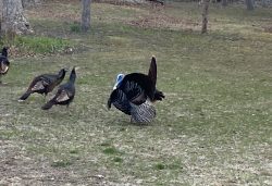 Adventures Adventures