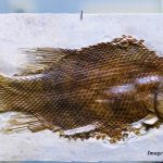 One Thing to Fight Aging