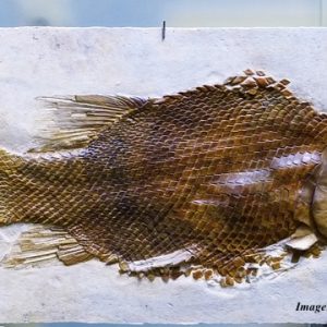 One Thing to Fight Aging One Thing to Fight Aging