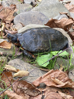 Blue-Line Fly-Fishing